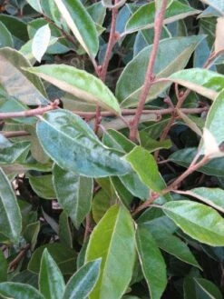 Olijfwilg Als Leivorm (Elaeagnus Ebbingei) -OL Planten Winkel 20120225093026 2