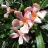 Roze Oleander (Nerium Oleander) -OL Planten Winkel 20120225093131 8