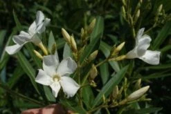 Oleander Als Boom (Nerium Oleander) -OL Planten Winkel 20120225093305 5