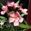 Oleander Als Boom (Nerium Oleander) -OL Planten Winkel 20120225093326 5 1