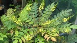 Mahoniestruik (Mahonia Media 'Winter Sun') -OL Planten Winkel 20120225093859 11 1