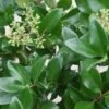 Liguster (Ligustrum Japonicum 'Texanum') -OL Planten Winkel 20120225094350 7