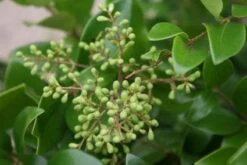 Liguster Op Stam (Ligustrum Japonicum 'Texanum') -OL Planten Winkel 20120225094531 2