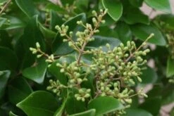 Liguster Op Stam (Ligustrum Japonicum 'Texanum') -OL Planten Winkel 20120225094602 2