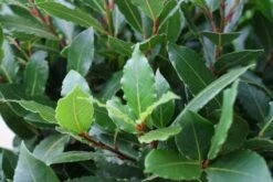 Echte Laurier Als Piramide (Laurus Nobilis) -OL Planten Winkel 20120225095118 7