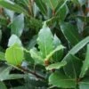 Echte Laurier Op Stam (Laurus Nobilis) -OL Planten Winkel 20120225100315 4