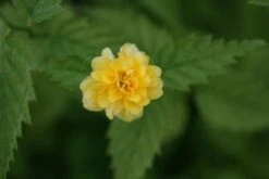 Ranonkelstruik (Kerria Japonica 'Pleniflora') -OL Planten Winkel 20120225100433 25 5