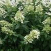 Pluimhortensia (Hydrangea Paniculata 'Unique') -OL Planten Winkel 20120225112741 5 1