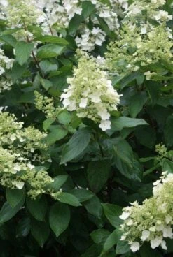 Pluimhortensia (Hydrangea Paniculata 'Unique') -OL Planten Winkel 20120225112804 5