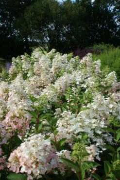 Bestsellers -OL Planten Winkel 20120225112833 5