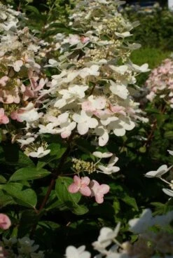 Pluimhortensia (Hydrangea Paniculata 'Unique') -OL Planten Winkel 20120225112900 5