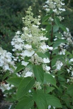 Pluimhortensia (Hydrangea Paniculata 'Tardiva') -OL Planten Winkel 20120225115936 2