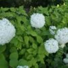 Hortensia (Hydrangea Arborescens 'Grandiflora') -OL Planten Winkel 20120225121356 1