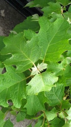 Eikenbladhortensia (Hydrangea Quercifolia) -OL Planten Winkel 20120225121709 6