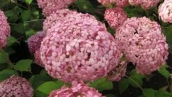 Hortensia (Hydrangea 'Pink Annabelle') -OL Planten Winkel 20120225121833 1