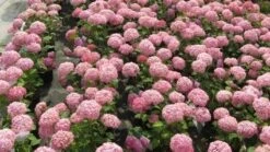 Hortensia (Hydrangea 'Pink Annabelle') -OL Planten Winkel 20120225121900 1 1