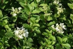 Pluimhortensia (Hydrangea Paniculata 'Dart's Little Dot') -OL Planten Winkel 20120225125648 4 2