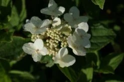 Pluimhortensia (Hydrangea Paniculata 'Dart's Little Dot') -OL Planten Winkel 20120225125718 4