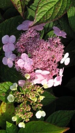 Hortensia (Hydrangea Macrophylla 'Mariesii Perfecta') -OL Planten Winkel 20120225172242 2 2