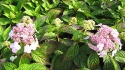 Hortensia (Hydrangea Macrophylla 'Mariesii Perfecta') -OL Planten Winkel 20120225172323 2 2