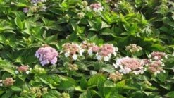 Hortensia (Hydrangea Macrophylla 'Mariesii Perfecta') -OL Planten Winkel 20120225172403 2 2