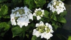 Hortensia (Hydrangea Macrophylla 'Lanarth White') -OL Planten Winkel 20120225172705 4