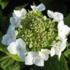 Hortensia (Hydrangea Macrophylla 'Teller White') -OL Planten Winkel 20120225173140 4
