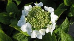 Hortensia (Hydrangea Macrophylla 'Teller White')
