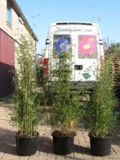 Niet Woekerende Bamboe (Fargesia 'Jiuzhaigou') -OL Planten Winkel 20120226104653 4