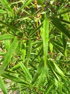 Niet Woekerende Bamboe (Fargesia 'Jiuzhaigou') -OL Planten Winkel 20120226104740 4