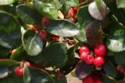 Bergthee / Patrijzenbes (Gaultheria Procumbens) -OL Planten Winkel 20120226104835 2