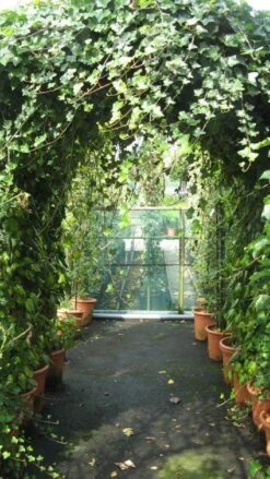 Klimop In Boogvorm (Hedera Hibernica) -OL Planten Winkel 20120226104942 1