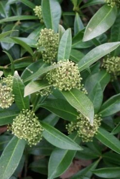 Skimmia (Skimmia Confusa 'Kew Green') -OL Planten Winkel 20120228154231 3