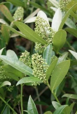 Skimmia (Skimmia Confusa 'Kew Green') -OL Planten Winkel 20120228154247 3