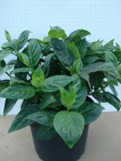 Hortensia (Hydrangea Macrophylla 'Lanarth White') -OL Planten Winkel 20120305134546 4