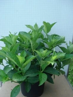 Hortensia (Hydrangea Macrophylla 'Soeur Therese') 6 Hortensia (Hydrangea Macrophylla 'Soeur Therese') -OL Planten Winkel 20120305134857 3 1