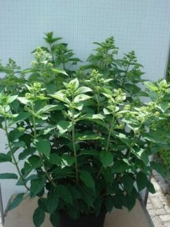 Pluimhortensia (Hydrangea Paniculata 'Unique') -OL Planten Winkel 20120305135303 5