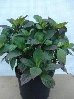 Hortensia (Hydrangea 'Preziosa') -OL Planten Winkel 20120305135330 2 2