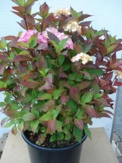 Hortensia (Hydrangea 'Preziosa') 8 Hortensia (Hydrangea 'Preziosa') -OL Planten Winkel 20120305135348 2