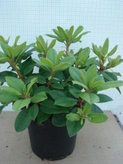 Rhododendron (Rhododendron Catawbiense 'Boursault') -OL Planten Winkel 20120305135536 2 1