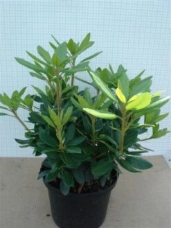 Rhododendron (Rhododendron Catawbiense 'Grandiflorum') 19 Rhododendron (Rhododendron Catawbiense 'Grandiflorum') -OL Planten Winkel 20120305135657 13 2