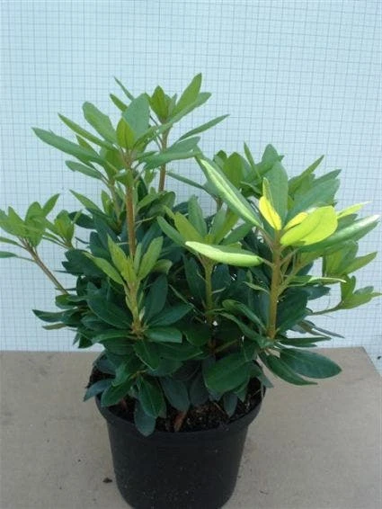 Rhododendron (Rhododendron Catawbiense 'Grandiflorum') 6 Rhododendron (Rhododendron Catawbiense 'Grandiflorum') - Afbeelding 4