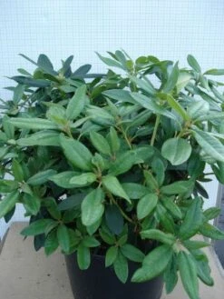 Rhododendron (Rhododendron 'Percy Wiseman') -OL Planten Winkel 20120305140017 1 1