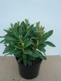Rhododendron (Rhododendron 'Red Jack') -OL Planten Winkel 20120305140117 2
