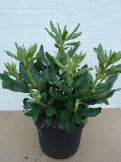 Rhododendron (Rhododendron 'Nova Zembla') 14 Rhododendron (Rhododendron 'Nova Zembla') -OL Planten Winkel 20120305140253 7 2