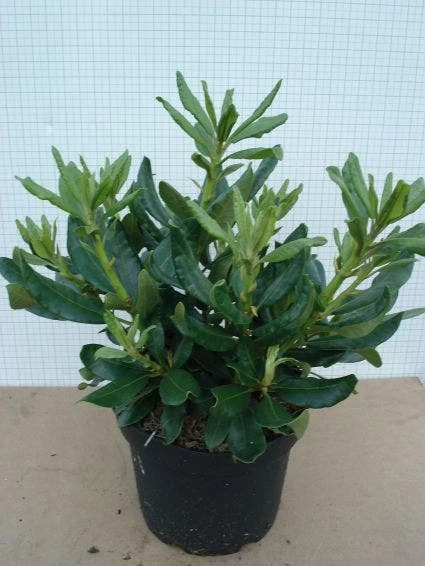 Rhododendron (Rhododendron 'Nova Zembla') 5 Rhododendron (Rhododendron 'Nova Zembla') - Afbeelding 3