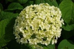 Hortensia (Hydrangea 'Strong Annabelle') -OL Planten Winkel 20120716105647 1 1