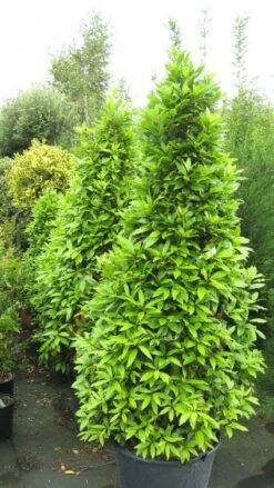 Echte Laurier Als Piramide (Laurus Nobilis) -OL Planten Winkel 20120821144442 7
