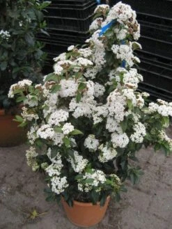 Groenblijvende Sneeuwbal (Viburnum Tinus 'Eve Price') 18 Groenblijvende Sneeuwbal (Viburnum Tinus 'Eve Price') -OL Planten Winkel 20120821145045 50 10 1