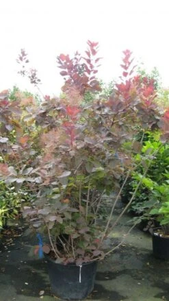 Pruikenboom (Cotinus 'Grace') -OL Planten Winkel 20120821152431 3